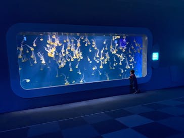 新江ノ島水族館に投稿された画像（2021/9/3）