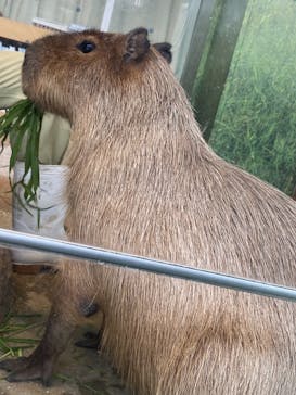 新江ノ島水族館に投稿された画像（2021/9/3）