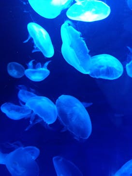 サンシャイン水族館に投稿された画像（2021/9/4）