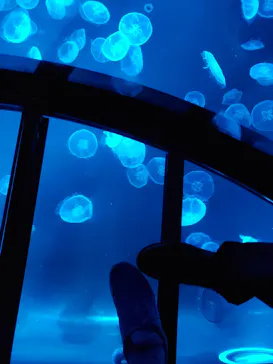 すみだ水族館に投稿された画像（2021/9/4）