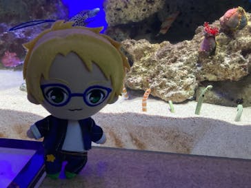 新江ノ島水族館に投稿された画像（2021/9/4）