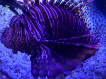 すみだ水族館に投稿された画像（2021/9/4）