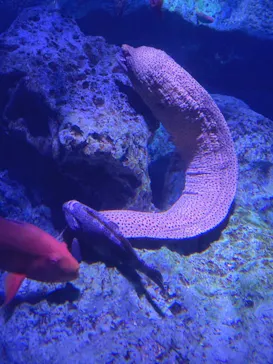 すみだ水族館に投稿された画像（2021/9/4）