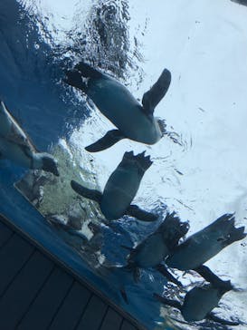 サンシャイン水族館に投稿された画像（2021/9/4）