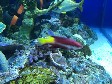 サンシャイン水族館に投稿された画像（2021/9/4）