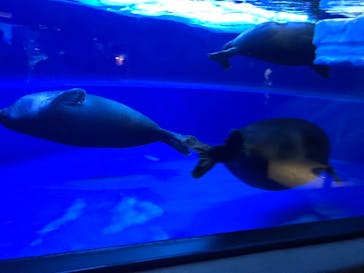 サンシャイン水族館に投稿された画像（2021/9/4）