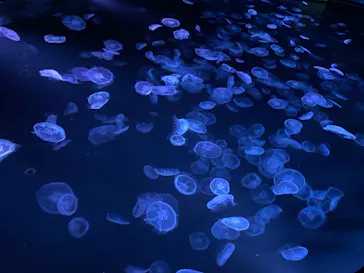 すみだ水族館に投稿された画像（2021/9/4）