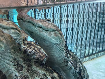 熱川バナナワニ園に投稿された画像（2021/9/4）