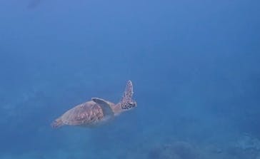 屋久島自然案内に投稿された画像（2021/9/4）