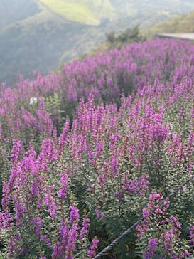 びわ湖バレイに投稿された画像（2021/9/4）