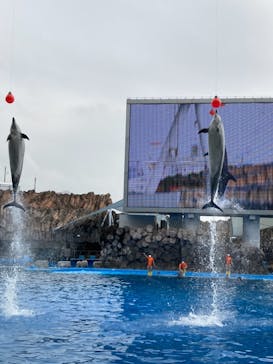 名古屋港水族館に投稿された画像（2021/9/4）