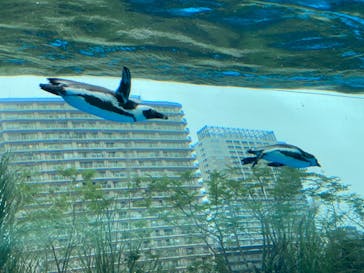 サンシャイン水族館に投稿された画像（2021/9/4）