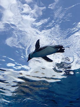 サンシャイン水族館に投稿された画像（2021/9/5）