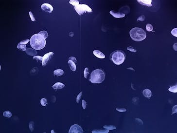 サンシャイン水族館に投稿された画像（2021/9/5）