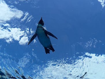 サンシャイン水族館に投稿された画像（2021/9/5）