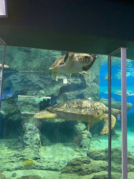名古屋港水族館に投稿された画像（2021/9/5）