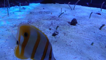 名古屋港水族館に投稿された画像（2021/9/5）