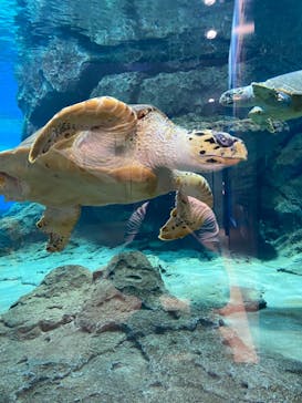 名古屋港水族館に投稿された画像（2021/9/5）