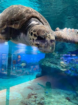 名古屋港水族館に投稿された画像（2021/9/5）