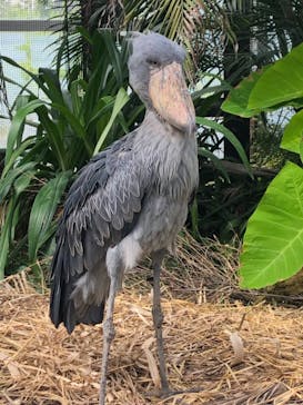 神戸どうぶつ王国に投稿された画像（2021/9/5）