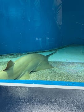 マクセル アクアパーク品川に投稿された画像（2021/9/5）