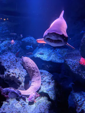 すみだ水族館に投稿された画像（2021/9/5）