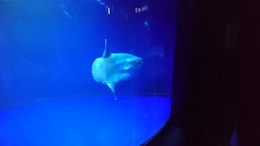 サンシャイン水族館に投稿された画像（2021/9/5）