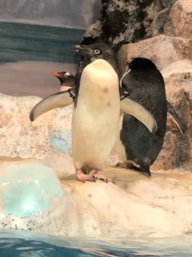 名古屋港水族館に投稿された画像（2021/9/5）