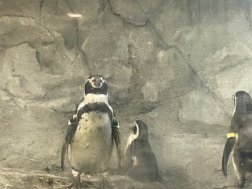 新江ノ島水族館に投稿された画像（2021/9/5）