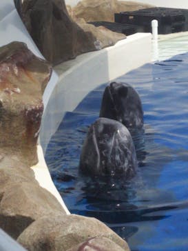 大分マリーンパレス水族館 「うみたまご」に投稿された画像（2021/9/5）