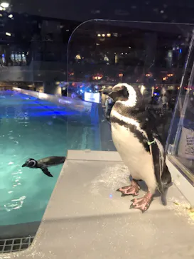 すみだ水族館に投稿された画像（2021/9/5）