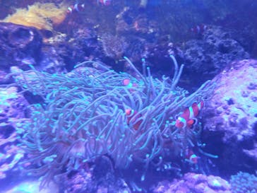 しながわ水族館に投稿された画像（2021/9/5）