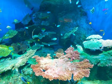 しながわ水族館に投稿された画像（2021/9/5）