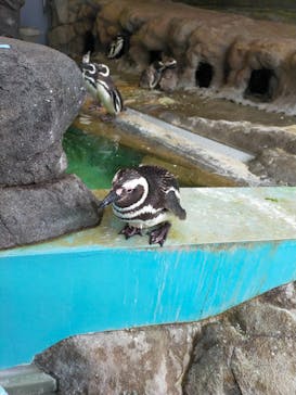 しながわ水族館に投稿された画像（2021/9/5）