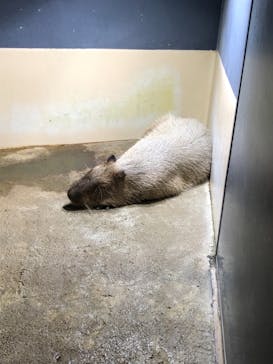 マクセル アクアパーク品川に投稿された画像（2021/9/5）