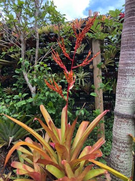 ナゴパイナップルパークに投稿された画像（2021/9/5）