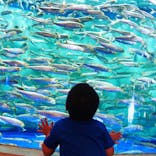 しながわ水族館に投稿された画像（2021/9/5）