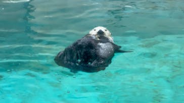 鳥羽水族館に投稿された画像（2021/9/5）