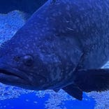 マクセル アクアパーク品川に投稿された画像（2021/9/6）