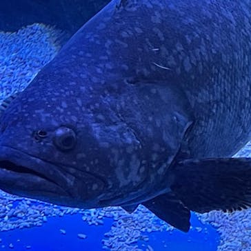 マクセル アクアパーク品川に投稿された画像（2021/9/5）