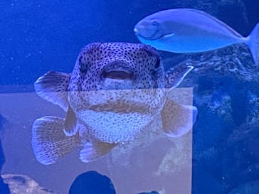 マクセル アクアパーク品川に投稿された画像（2021/9/5）