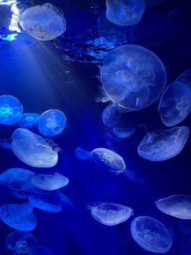 サンシャイン水族館に投稿された画像（2021/9/5）