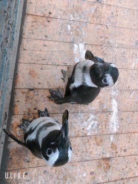 ゼロ距離水族館 伊勢シーパラダイスに投稿された画像（2021/9/6）