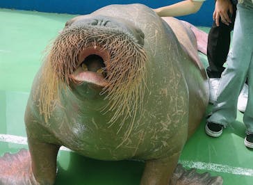 ゼロ距離水族館 伊勢シーパラダイスに投稿された画像（2021/9/6）