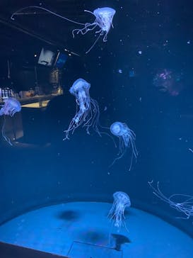 京都水族館に投稿された画像（2021/9/6）