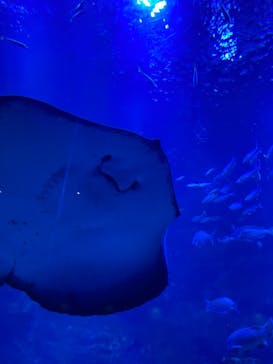 京都水族館に投稿された画像（2021/9/6）