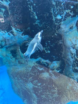 京都水族館に投稿された画像（2021/9/6）