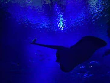 京都水族館に投稿された画像（2021/9/6）