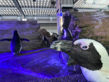 京都水族館に投稿された画像（2021/9/6）