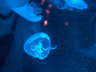 京都水族館に投稿された画像（2021/9/6）